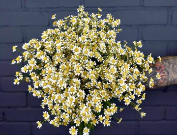 Солнечный цветок - матрикария